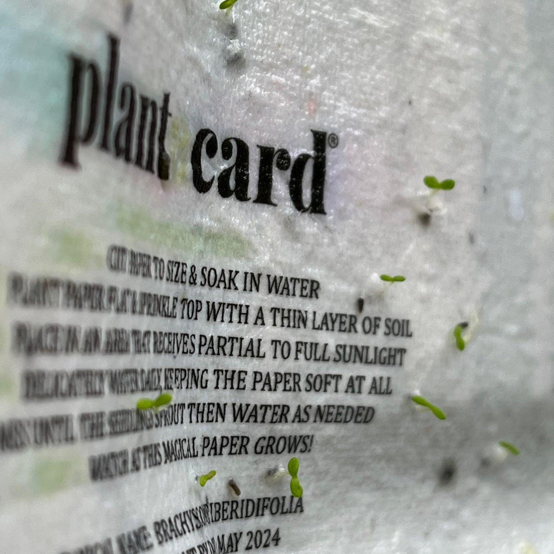 ๐ฑ๐ Planting Joy: How to Grow Beautiful Plants from Seed Paper ๐ฟ๐ผ - Plantacard