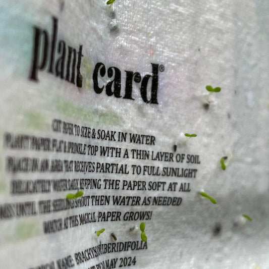 🌱💌 Planting Joy: How to Grow Beautiful Plants from Seed Paper 🌿🌼 - Plantacard