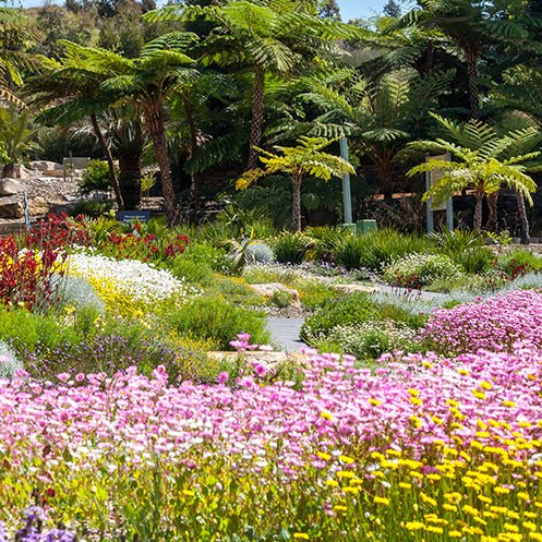 🌿 Stockist Spotlight: Australian Botanic Garden Mount Annan 🌿 - Plantacard